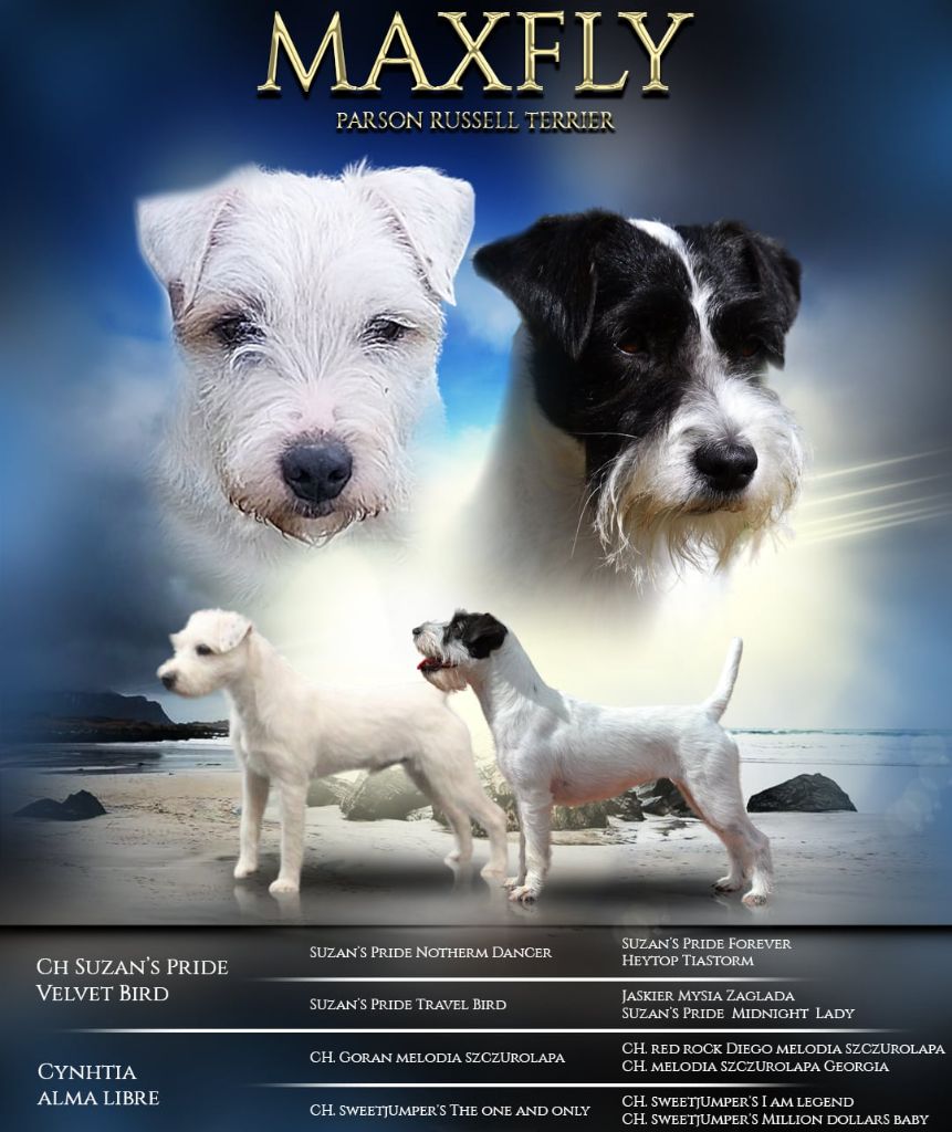 chiot Parson Russell Terrier Maxfly