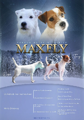 Maxfly - Parson Russell Terrier - Portée née le 16/01/2023