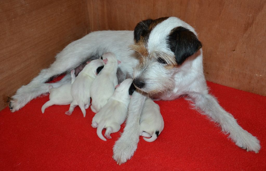 Maxfly - Parson Russell Terrier - Portée née le 31/07/2019