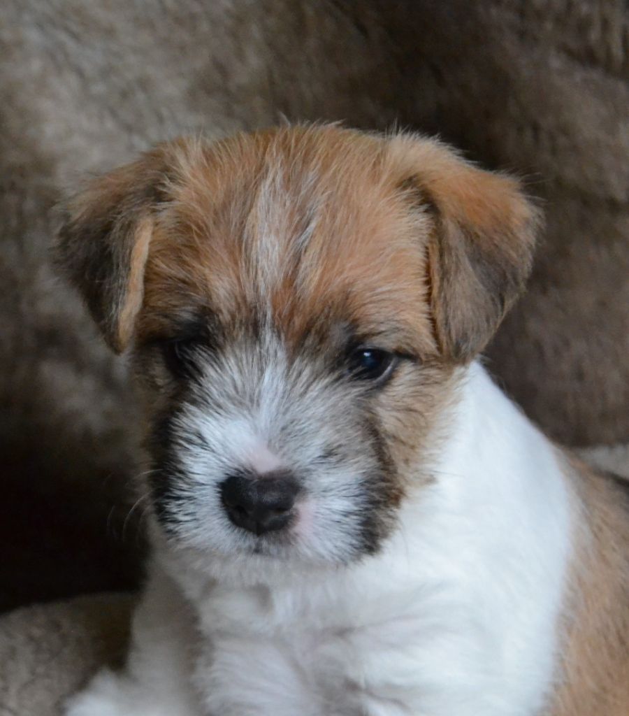 Maxfly - Parson Russell Terrier - Portée née le 10/12/2021
